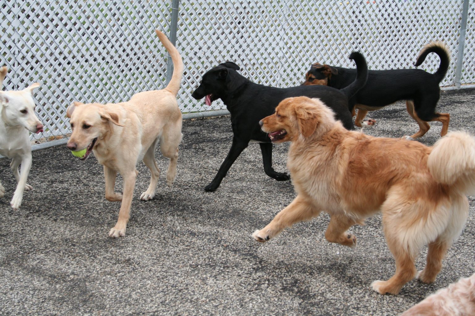 Doggie Daycare and Day Boarding in Concord, NH Cilley Veterinary Clinic